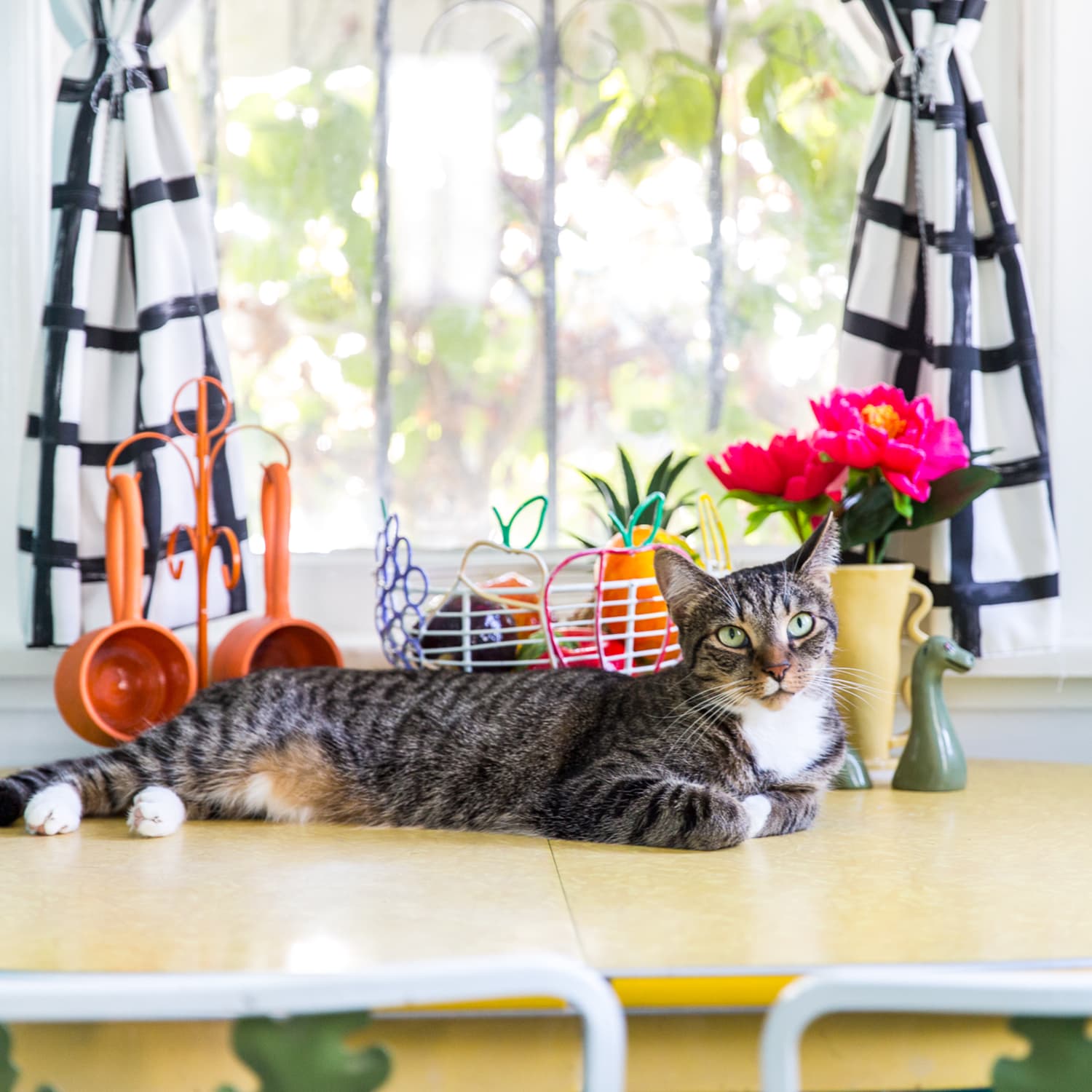 Jackson Galaxy on Keeping Your Cats Off the Counters The Kitchn